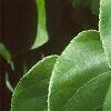 Actinidia arguta, leaves