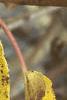 Actinidia arguta, fall color