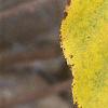 Actinidia arguta, fall color