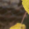 Actinidia arguta, fall color