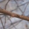 Actinidia arguta, fall color