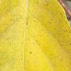 Actinidia arguta, fall color