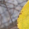 Actinidia arguta, fall color