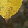 Actinidia arguta, fall color
