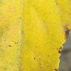 Actinidia arguta, fall color