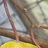 Actinidia arguta, fall color