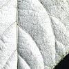 Actinidia kolomikta, leaves