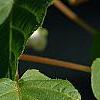 Actinidia kolomikta, leaves
