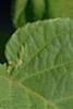 Actinidia kolomikta, leaves