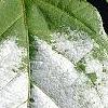 Actinidia kolomikta, leaves