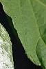 Actinidia kolomikta, leaves