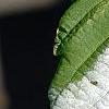 Actinidia kolomikta, leaves