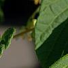 Actinidia kolomikta, leaves