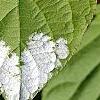 Actinidia kolomikta, leaves
