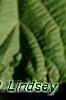 Actinidia kolomikta, leaves