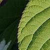 Actinidia kolomikta, leaves