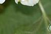 Actinidia kolomikta, flowers