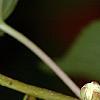 Actinidia kolomikta, flowers