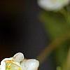 Actinidia kolomikta, flowers