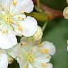 Actinidia kolomikta, flowers