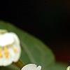 Actinidia kolomikta, flowers