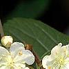 Actinidia kolomikta, flowers
