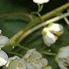 Actinidia kolomikta, flowers