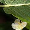 Actinidia kolomikta, flowers