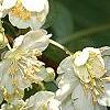 Actinidia kolomikta, flowers