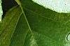 Actinidia polygama, leaves