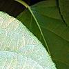 Actinidia polygama, leaves
