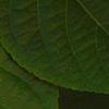 Actinidia polygama, leaves