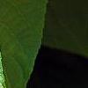 Actinidia polygama, leaves