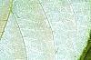 Actinidia polygama, leaves