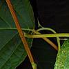 Actinidia polygama, leaves