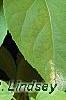 Actinidia polygama, leaves