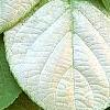 Actinidia polygama, leaves