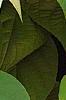 Actinidia polygama, leaves