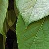 Actinidia polygama, leaves