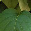 Actinidia polygama, leaves