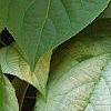 Actinidia polygama, leaves