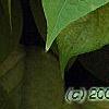 Actinidia polygama, leaves