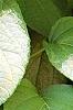 Actinidia polygama, leaves