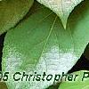 Actinidia polygama, leaves