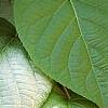 Actinidia polygama, leaves