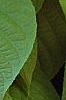 Actinidia polygama, leaves