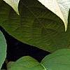 Actinidia polygama, leaves