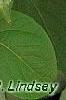 Actinidia polygama, leaves