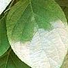 Actinidia polygama, leaves
