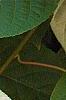 Actinidia polygama, leaves